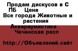 Продам дискусов в С-ПБ. › Цена ­ 3500-4500 - Все города Животные и растения » Аквариумистика   . Чеченская респ.